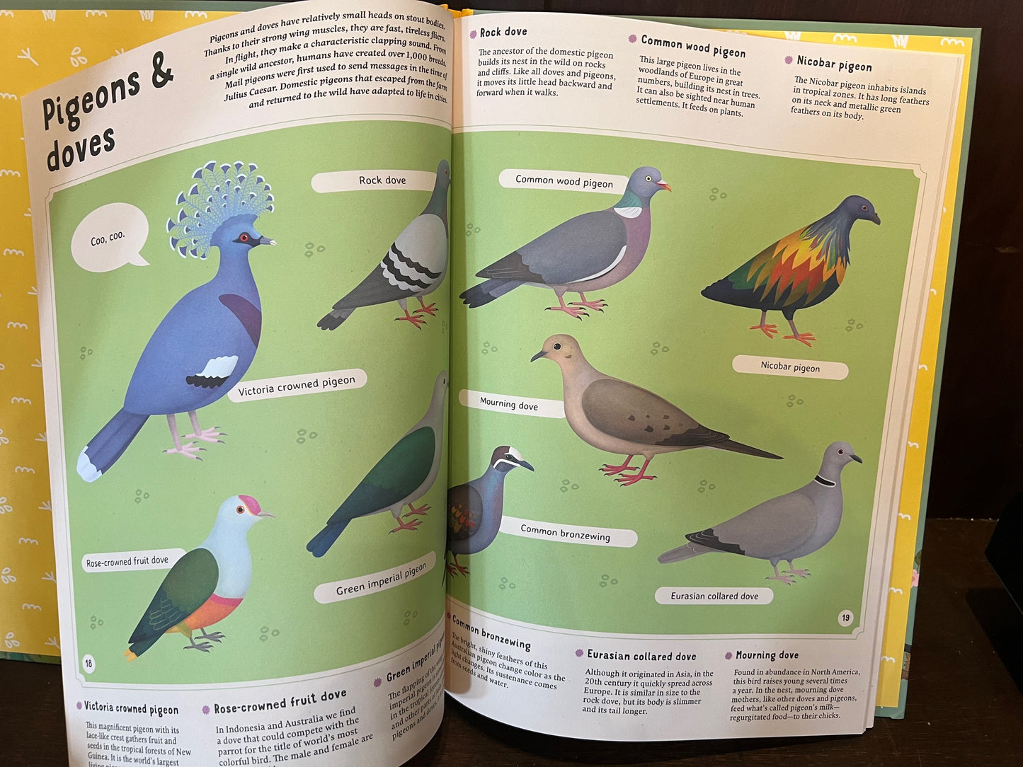 Encyclopedia of Birds Book