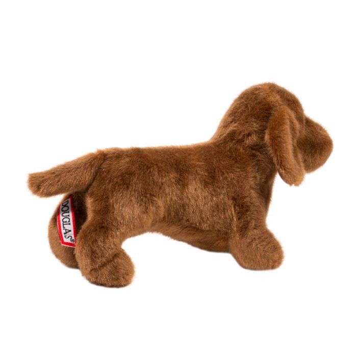 Dachshund - Dilly