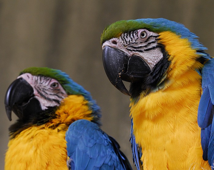 Blue & Gold Macaw