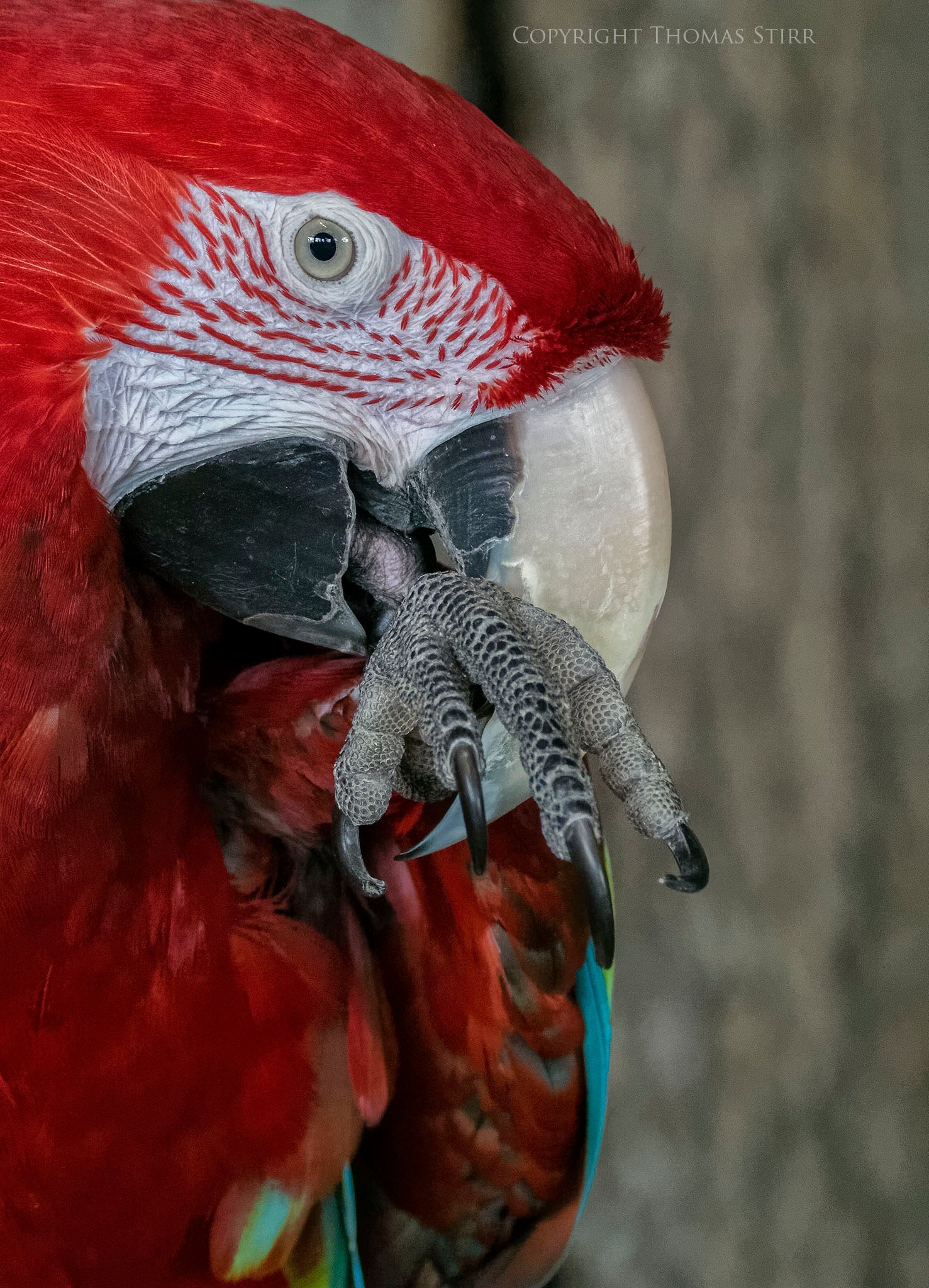 Scarlet Macaw