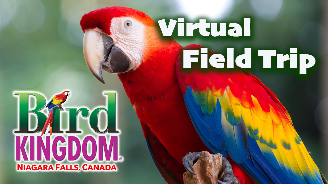 Bird Kingdom Virtual Tours