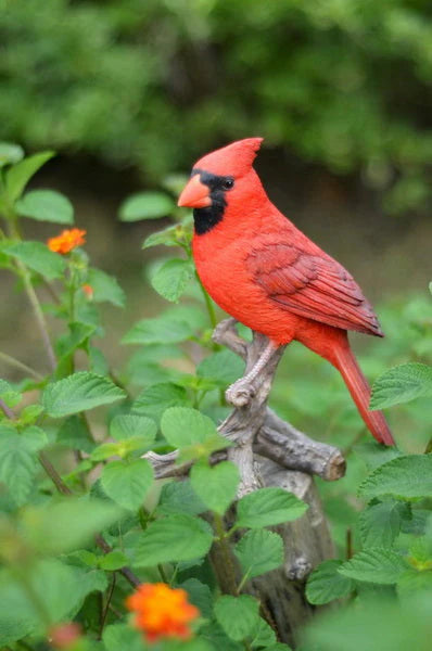 Cardinal on a Branch