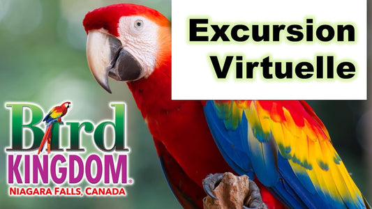 Excursion Virtuelle Préenregistrée en Français