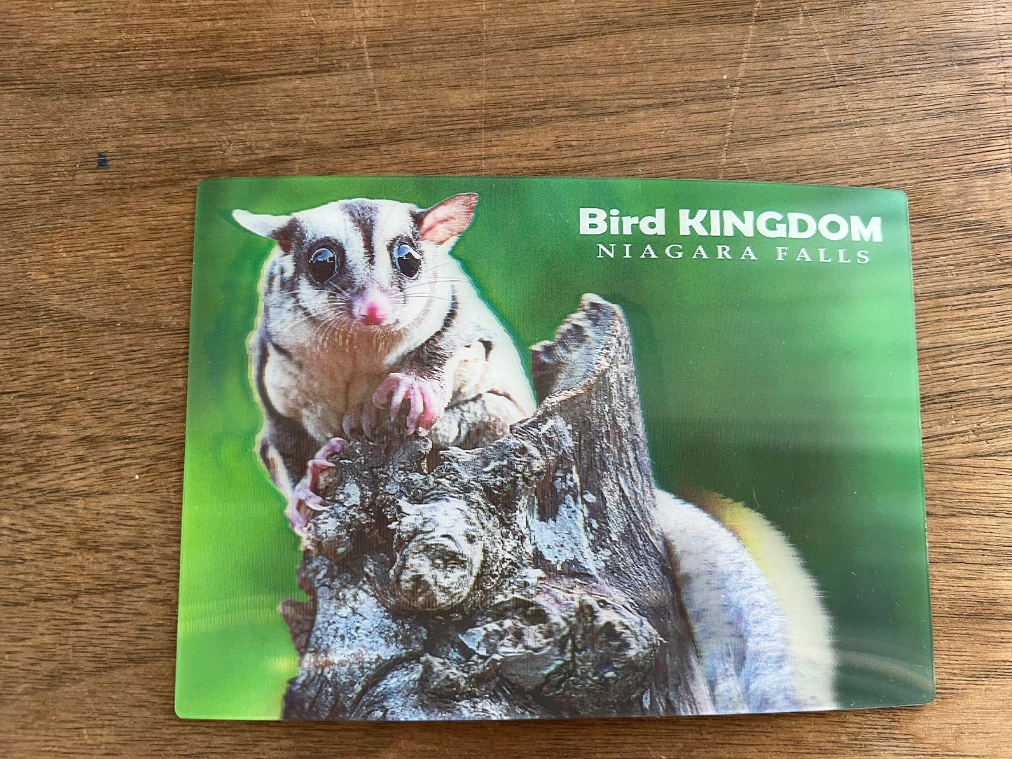 Sugar Glider Post Card