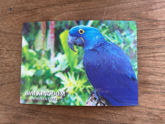 Hyacinth Macaw Post Card