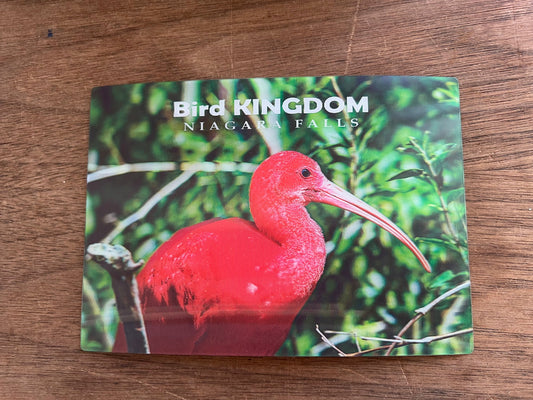Scarlet Ibis Post Card