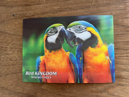 Blue & Gold Macaw Post Card