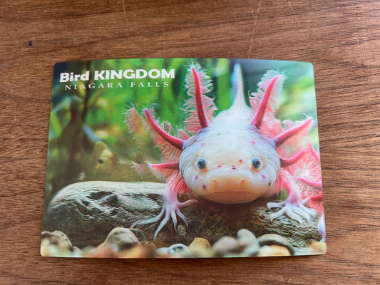Axolotl Post Card